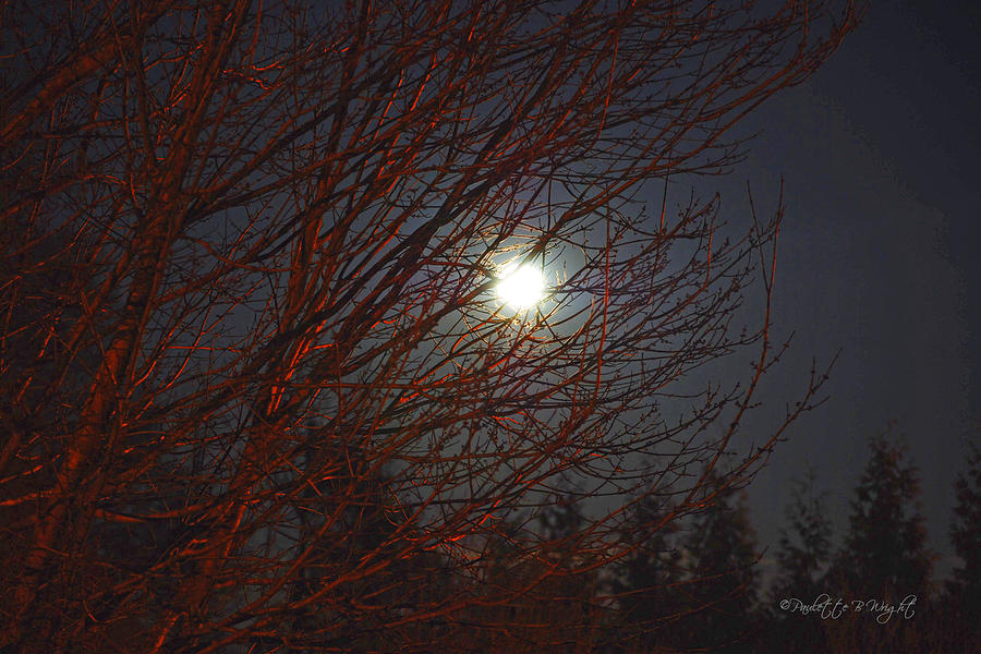What a Marvelous Night For A Moondance Photograph by Paulette B Wright