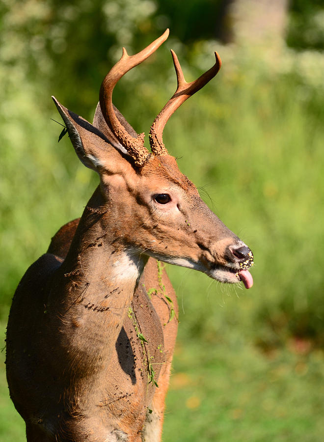 Deer Photograph - What A Mess by Lori Tambakis