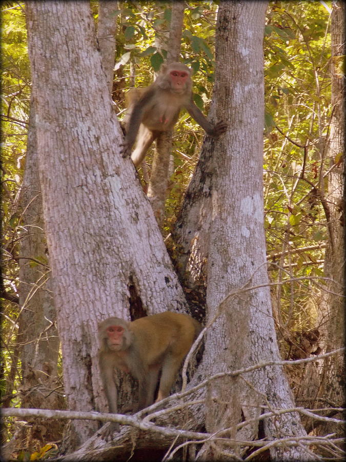 What a Pair Rhesus Monkeys 1 Photograph by Sheri McLeroy