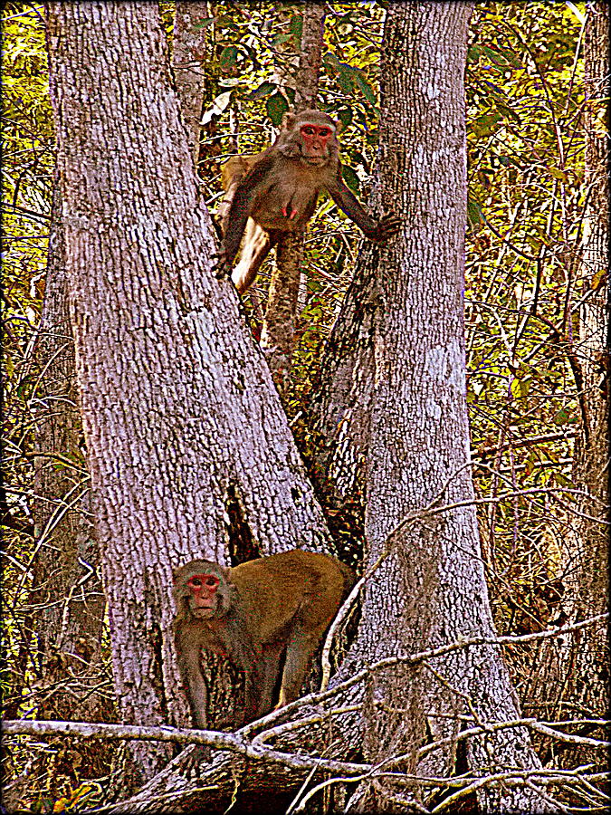 What a Pair Sketch Rhesus Monkeys Photograph by Sheri McLeroy