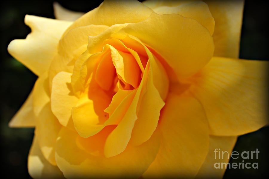Rose Photograph - What a Stunner by Clare Bevan
