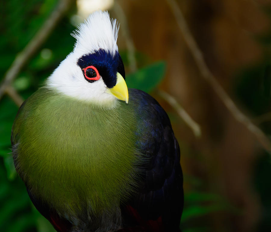 White Crested Turaco Photograph by Penny Lisowski