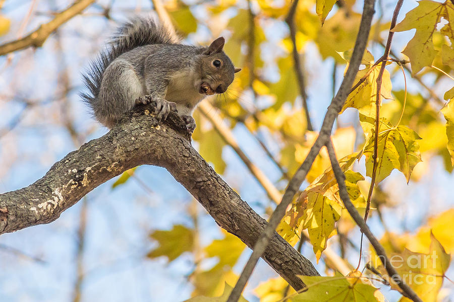 what-are-you-eating-photograph-by-nicola-salvi