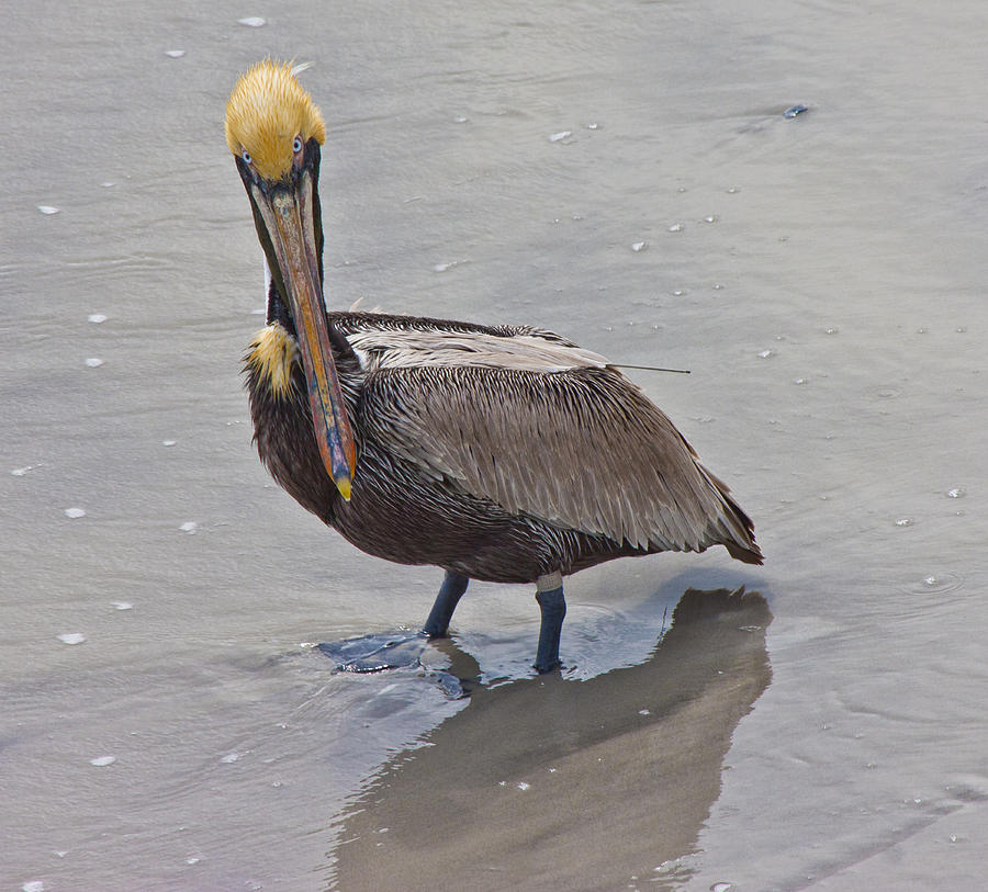 Pelican Photograph - What are You Lookin At by Betsy Knapp