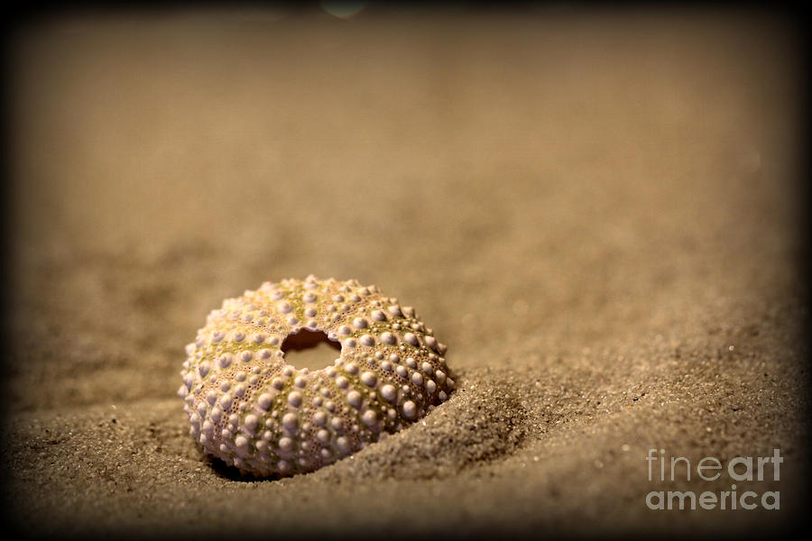 Shell Photograph - What Becomes Sand by C Ray  Roth