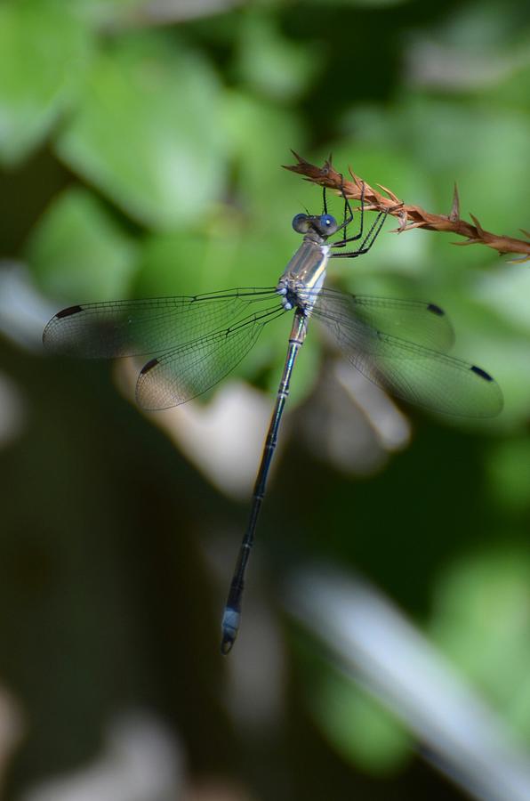 Dragonfly Photograph - What Big Blue Eyes You Have by Paulina Roybal Dragonfly Photograph - What Big Blue Eyes You Have by Paulina Roybal