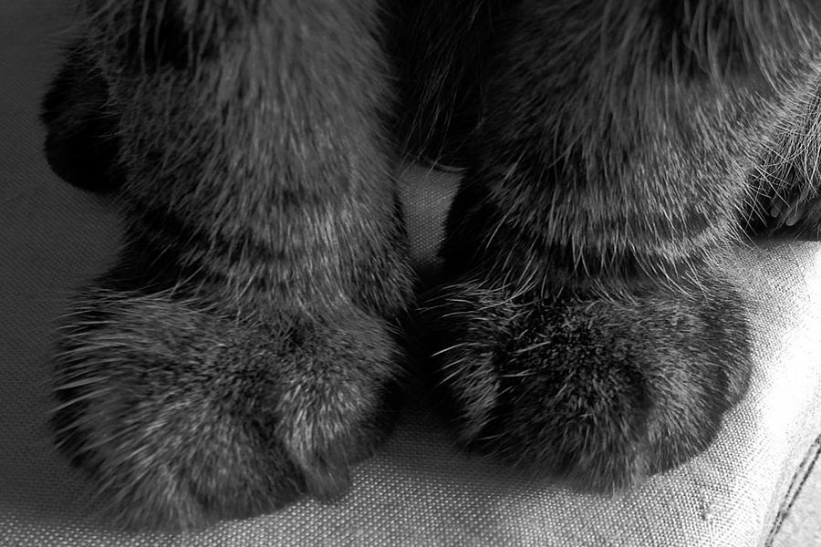 What big paws you have. Photograph by Ang Q - Fine Art America