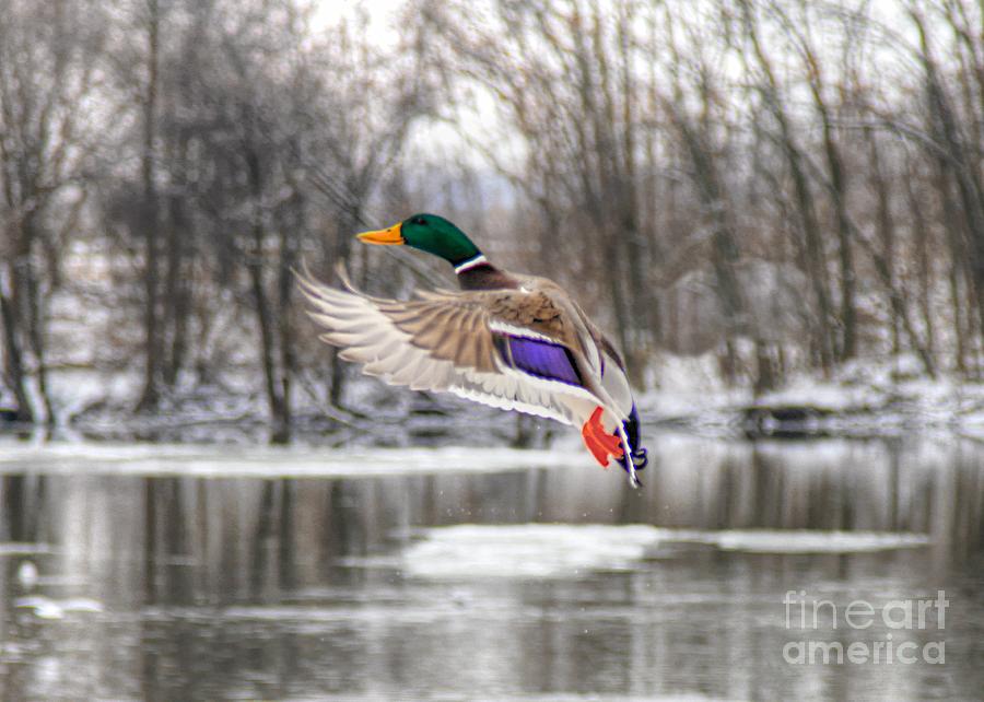Duck Photograph - What Color by Robert Pearson