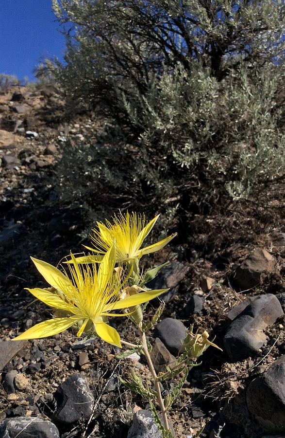 What desert flower am I .. Photograph by Kate Gibson Oswald