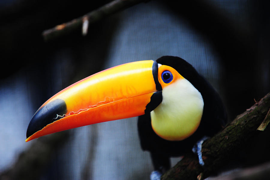 What Did You Say ? Toco Toucan Photograph by Jenny Rainbow