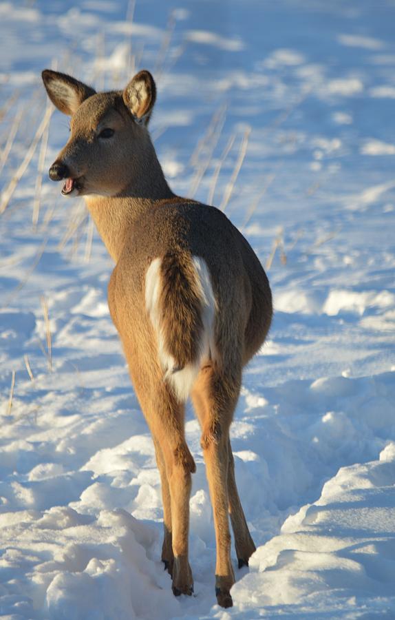 What do you think this deer is saying? Photograph by Dacia Doroff ...