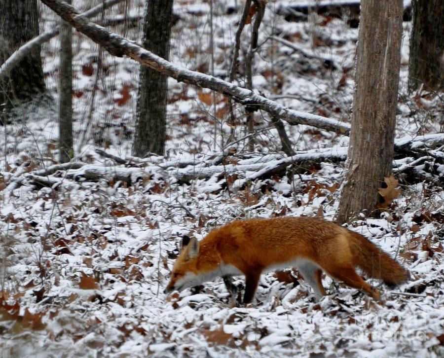 What Does The Fox Say? Photograph by Maureen Cavanaugh Berry