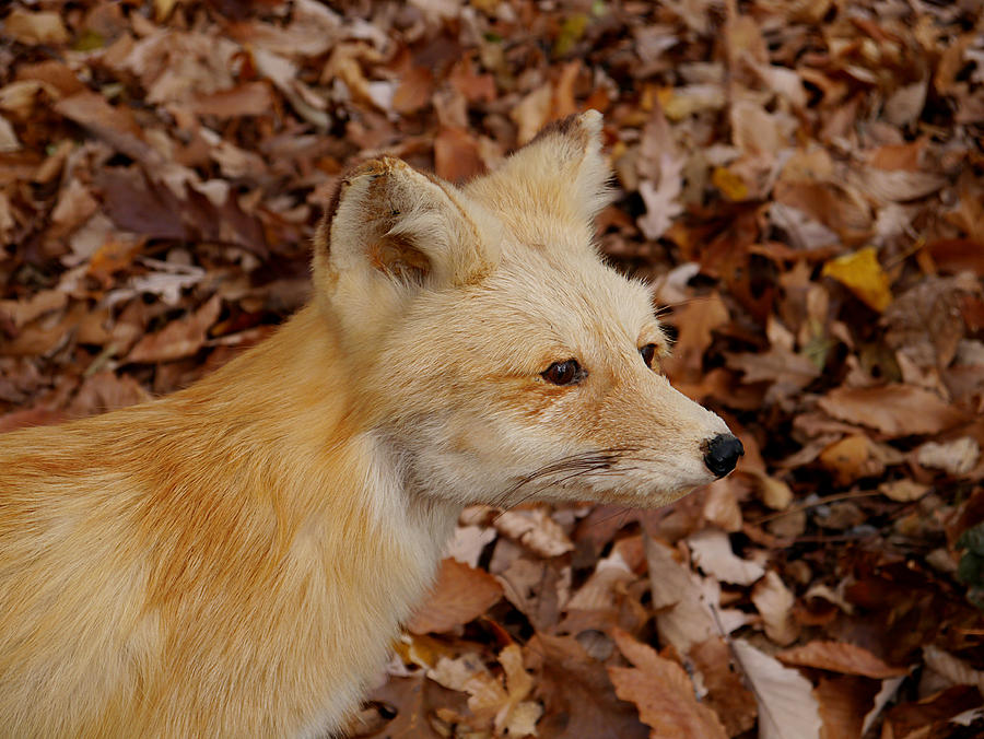 What does the Fox say? Photograph by Richard Reeve