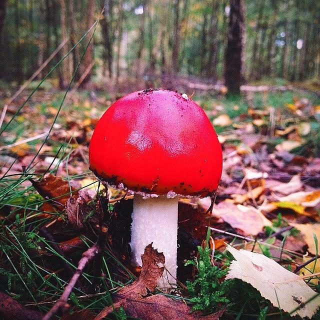 Mushroom Photograph - What Does This Red Fella Remind You by Chris Prakoso