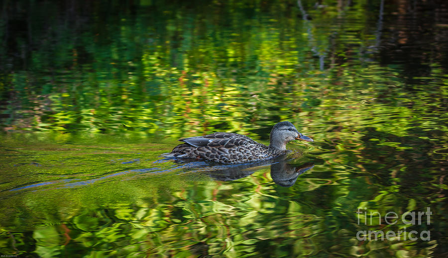 Duck Photograph - What Dreams May Come by Mitch Shindelbower