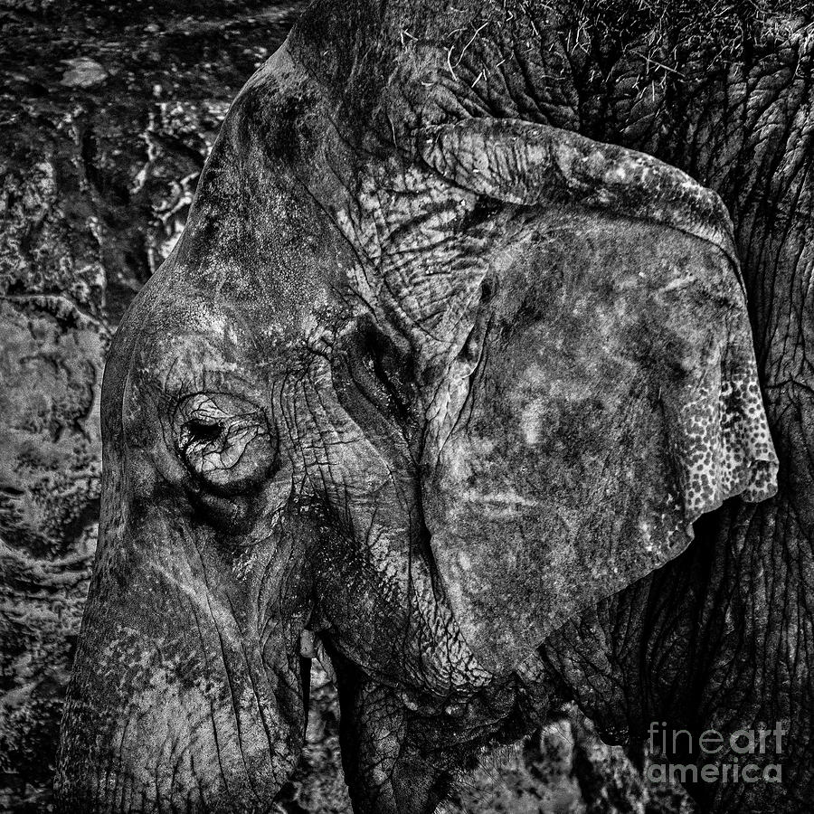 What Elephant? Photograph by Richard Mason