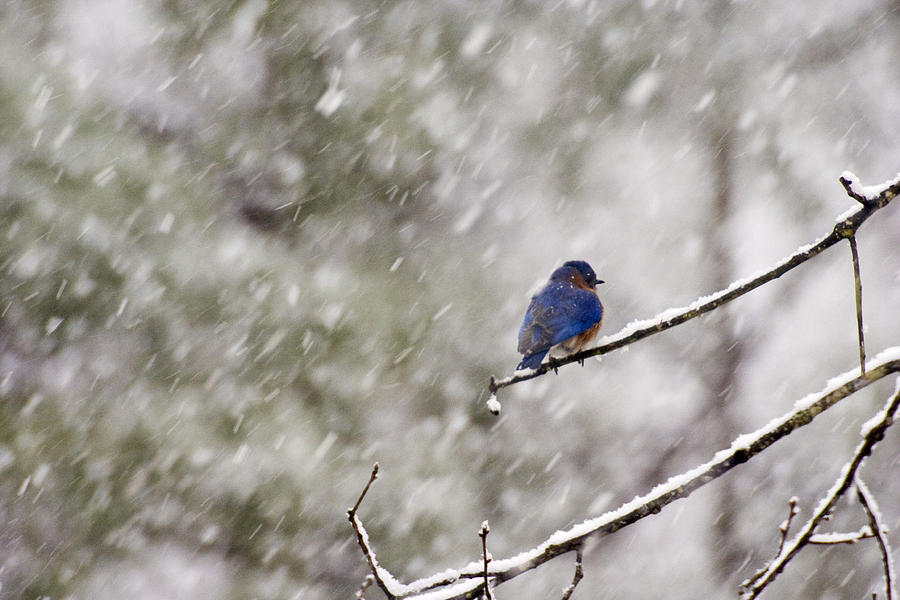 What Happened to Spring? Photograph by Robert Camp