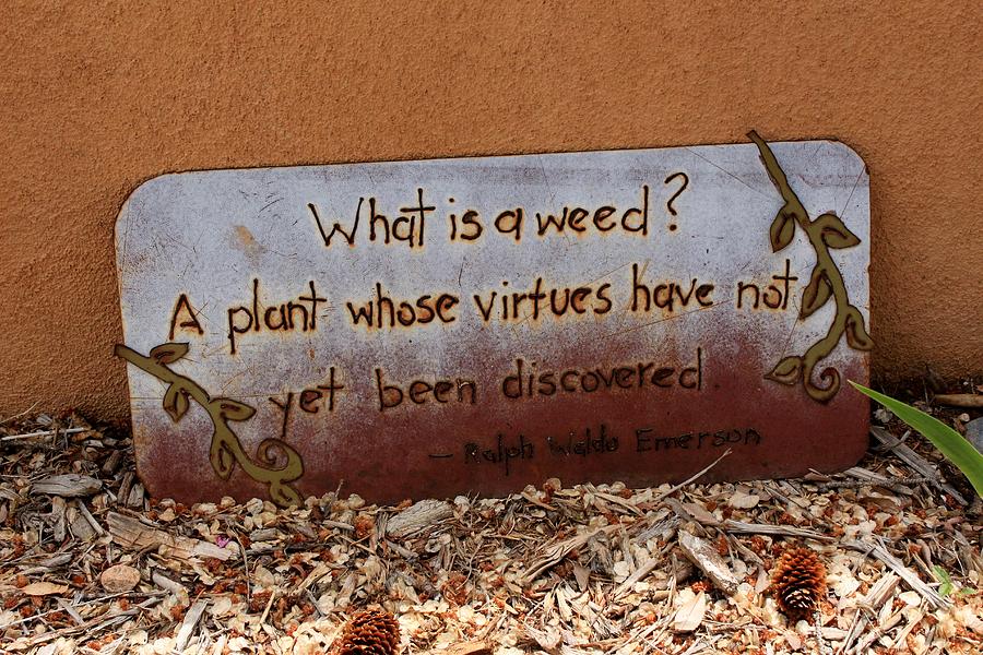 What Is A Weed Photograph by Elizabeth Sullivan