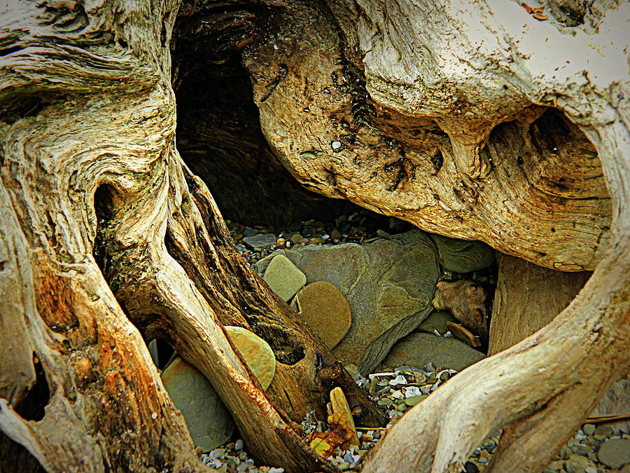 Inside Driftwood Photograph by Kathy Barney