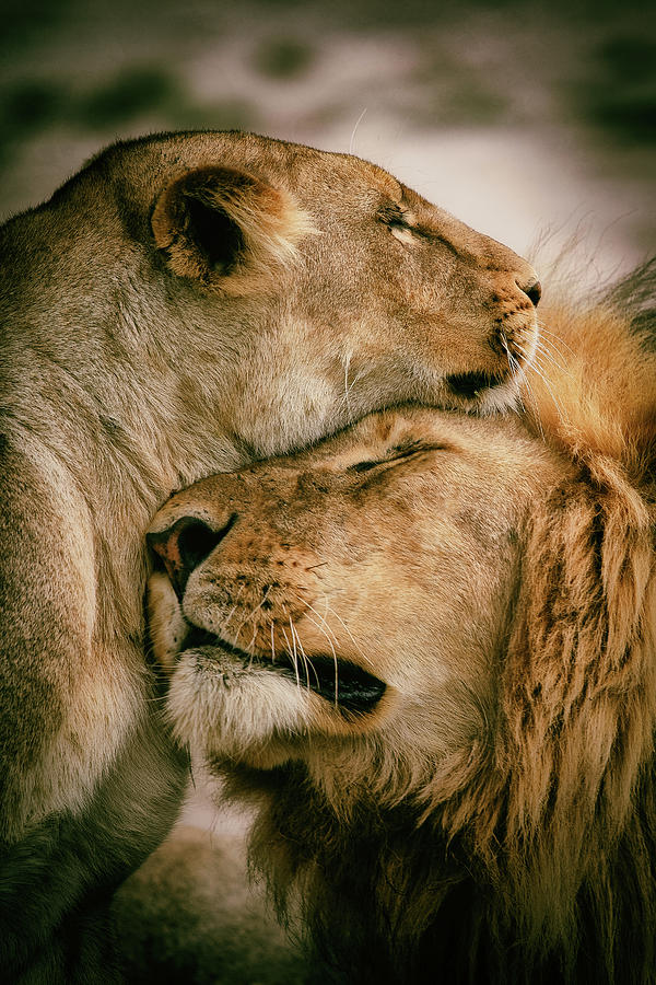 Lion Photograph - What Is Love by Mohammed Alnaser