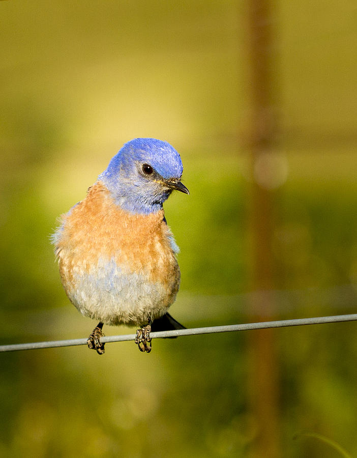 Bird Photograph - Bird on a Wire by Jean Noren