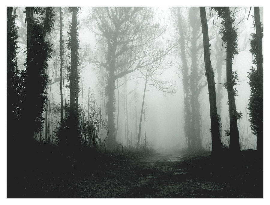 What Lies In A Foggy Wood? Photograph by Nuno Tendais