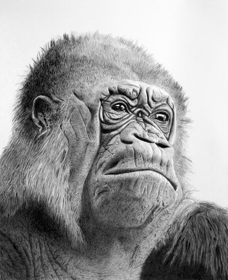 Gorilla Drawing - What Might Have Been by Kenny Chaffin