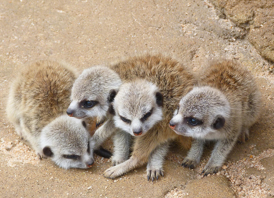 What Next - Baby Meerkats Photograph by Margaret Saheed