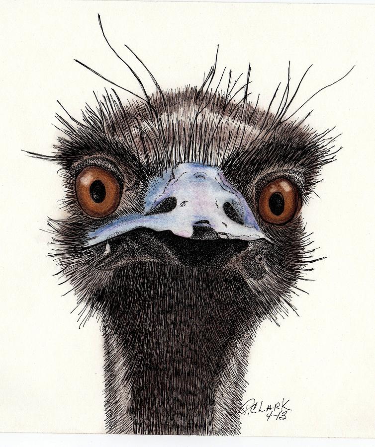 Emu Drawing - What?? by Pamela Clark-Cashin