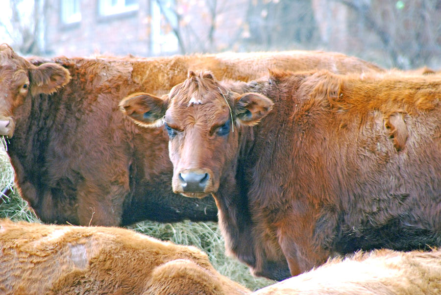 Cow Photograph - What by Pete Galinowski