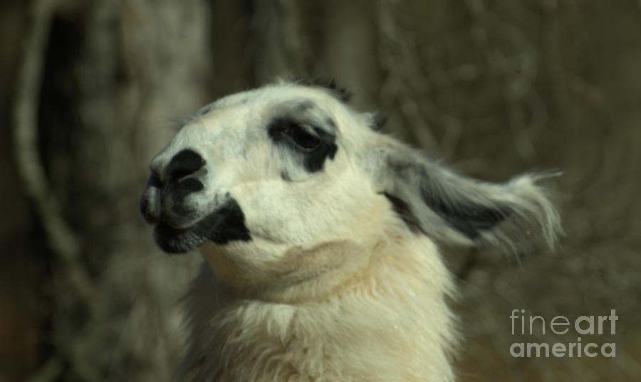 Llama Photograph - What So Funny by Donna Brown
