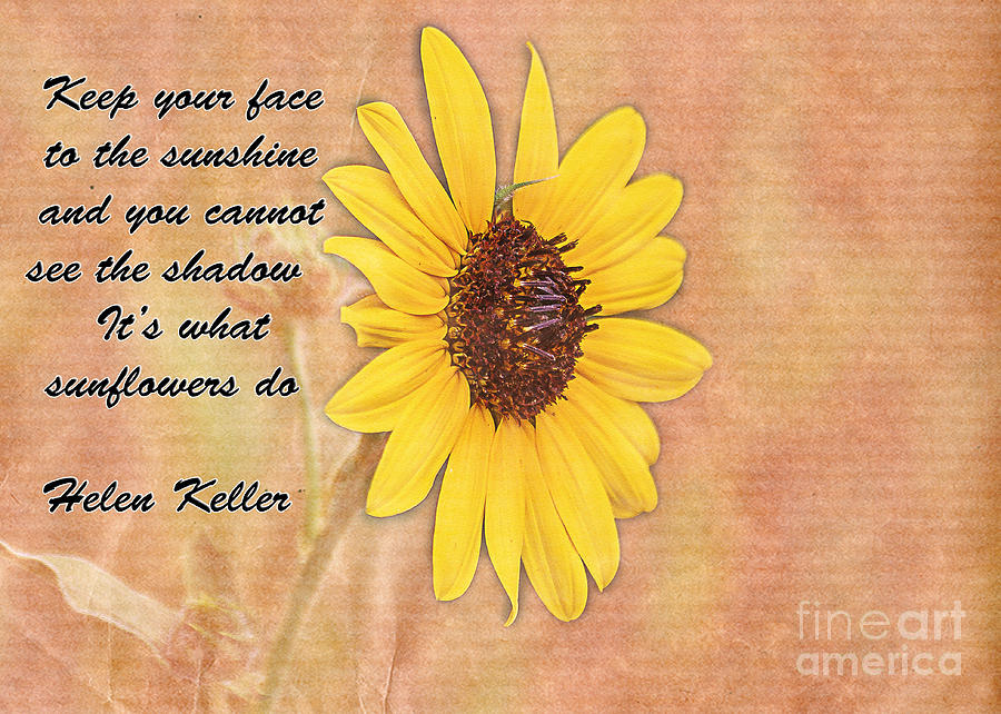 Summer Photograph - What Sunflowers Do by Janice Pariza