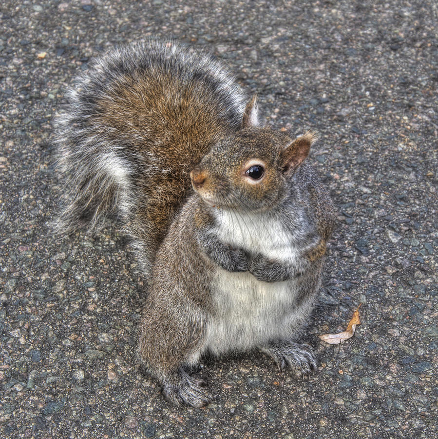 Squirrel Photograph - What you Looking At? by Joann Vitali