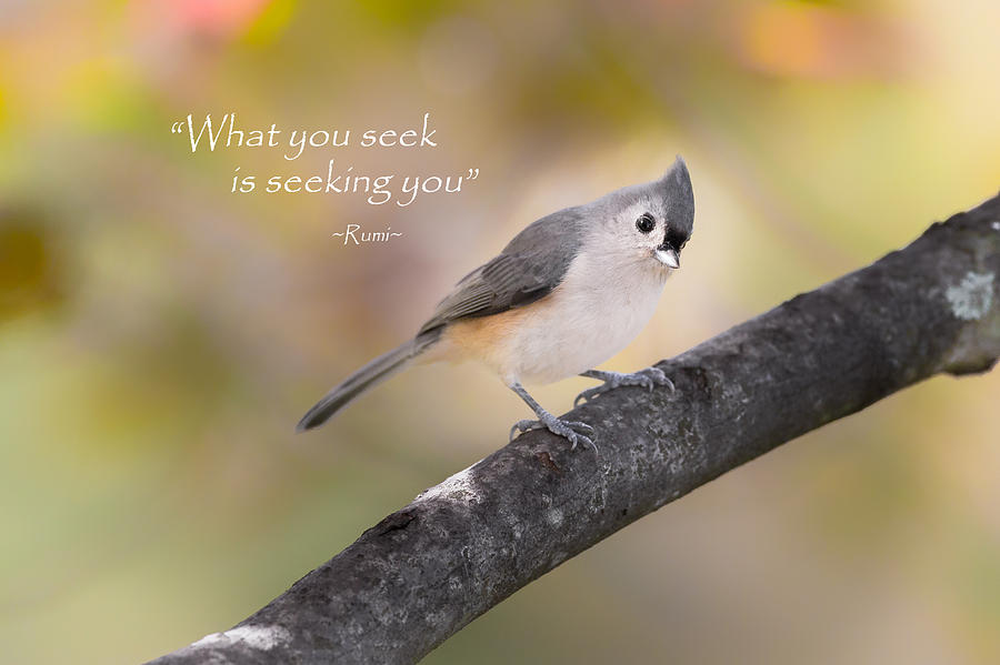 What You Seek Photograph by Bill Wakeley