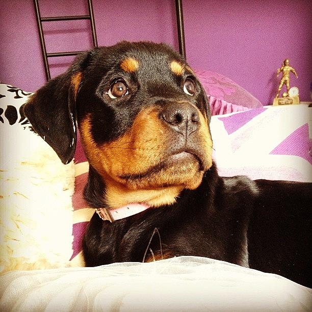 Animal Photograph - What You Thinking About Rox? #rottie by Charlotte Turville