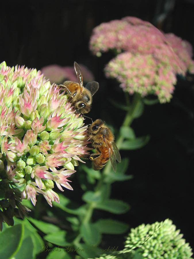 Whats All the Buzz About - Busy Bees on Autumn Joy Sedum - Flying Insects and Flowers Photograph by Brooks Garten Hauschild