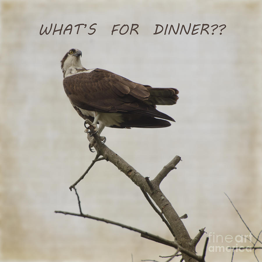 Whats For Dinner Photograph by Judy Wolinsky