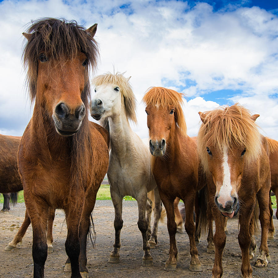 Whats going on - four curious iceland horses Photograph by Matthias Hauser