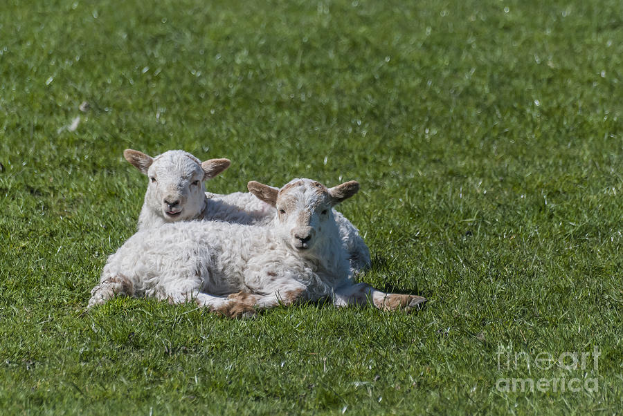Sheep Photograph - Whats Happening Bro by Steve Purnell