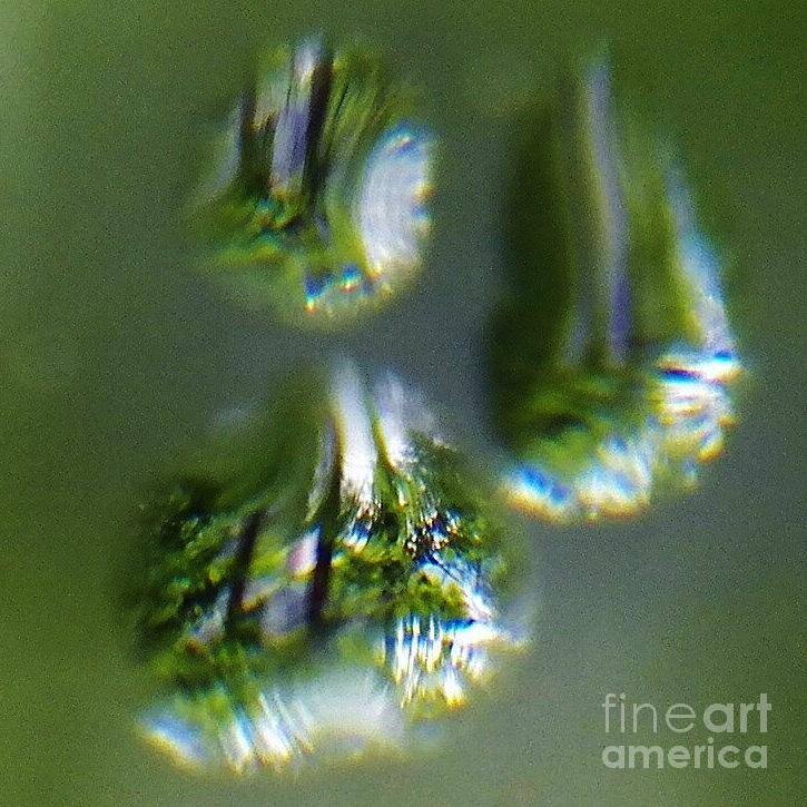 Tree Painting - Whats in a Raindrop?  1 by Judy Via-Wolff