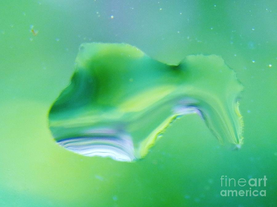 Fish Photograph - Whats in a Raindrop 9 by Judy Via-Wolff