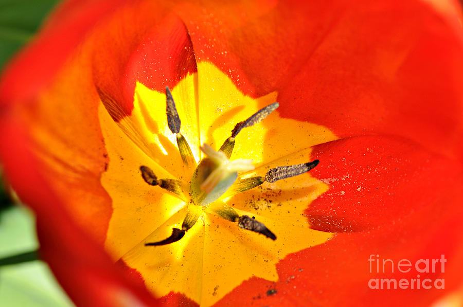 Whats inside the Tulip  Photograph by Mindy Bench