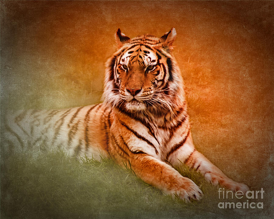 Tiger Photograph - Whats New Pussycat? by Betty LaRue