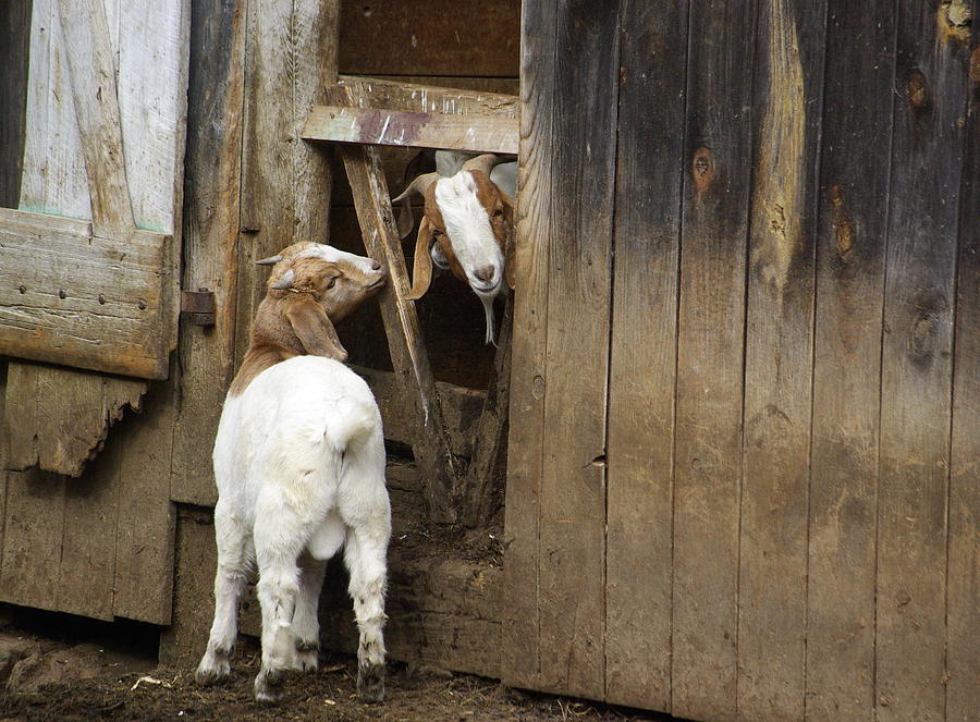 Goat Photograph - Whats Out There by Lindy Whiton