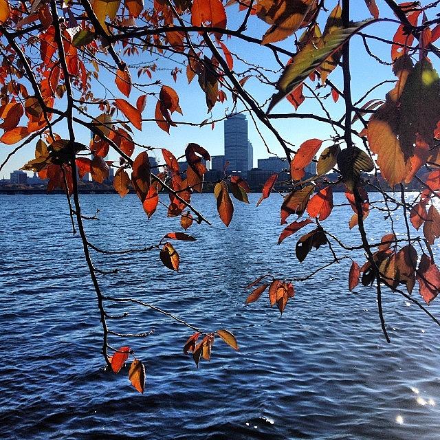 Boston Photograph - Whats Remaining Of The Fall Leaves by Nicole DAleo