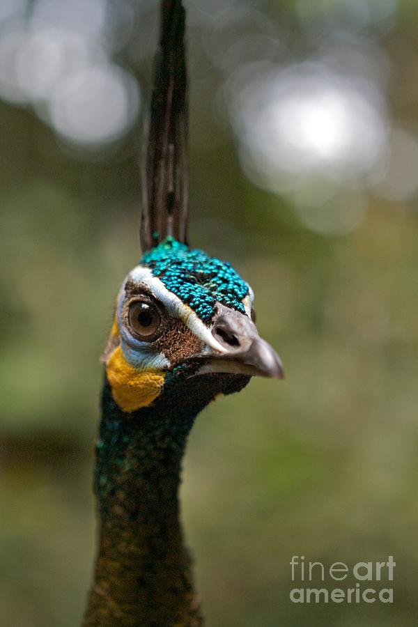 Bird Photograph - whats UP by Gary Bridger