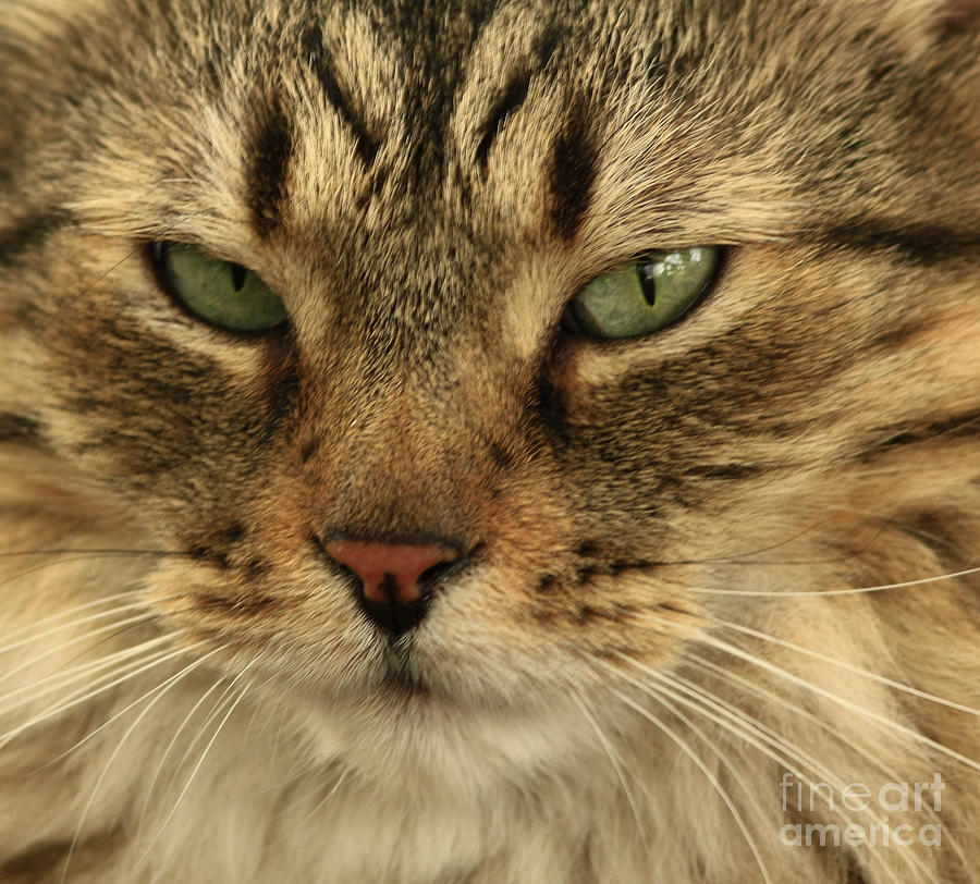 Cat Photograph - Whats Up Pussy Cat by Inspired Nature Photography Fine Art Photography