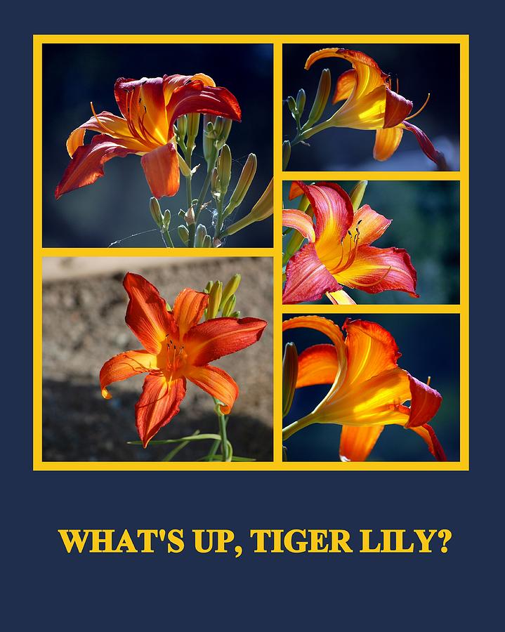 Whats Up Tiger Lily Photograph by AJ  Schibig