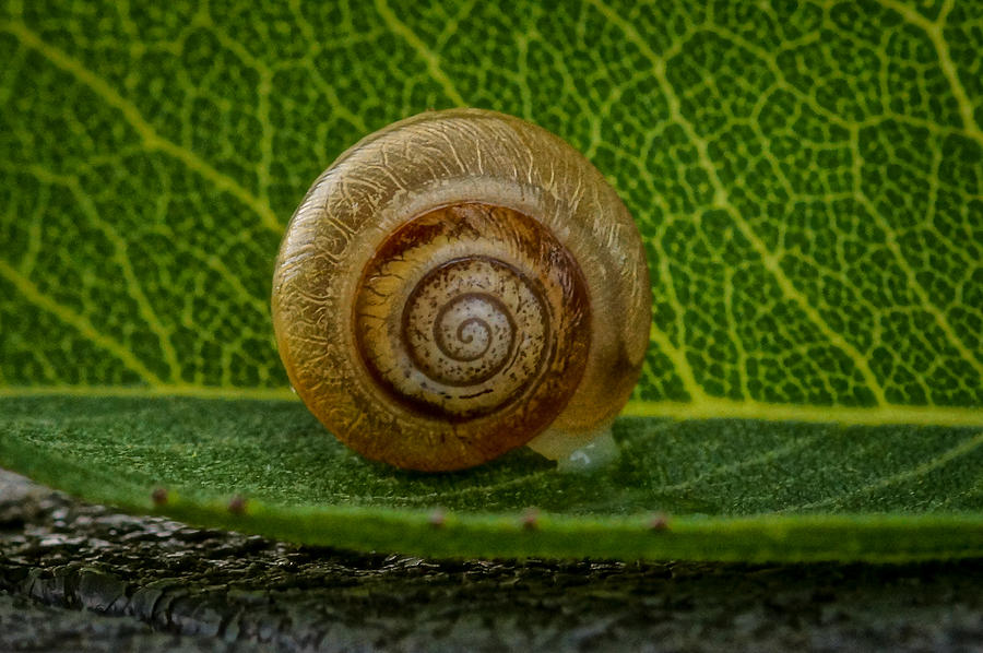 what-s-your-hurry-photograph-by-randy-shellenbarger-fine-art-america