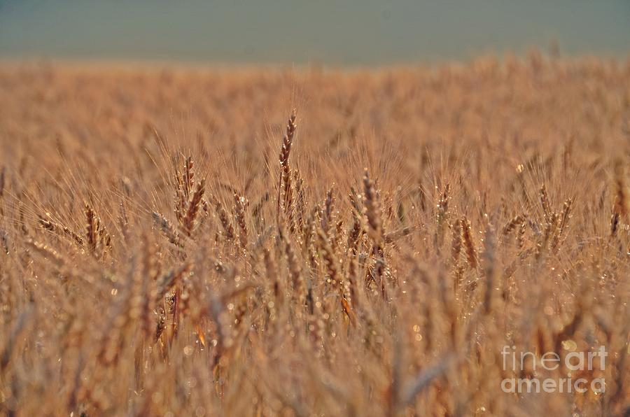 Wheat    Grain Photograph by Randy J Heath